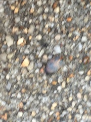 Collops quadrimaculatus