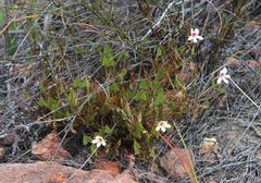 Pelargonium setulosum