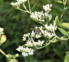 Cylindromyia bicolor