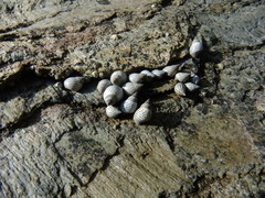 Echinolittorina ziczac