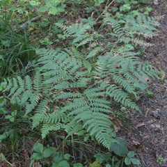Pteridium pinetorum