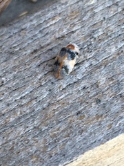 Collops quadrimaculatus