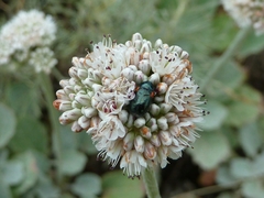 Saxinis saucia