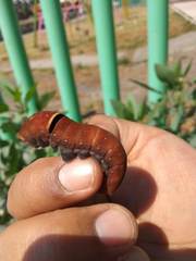 Papilio multicaudata