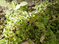 Oxalis corniculata