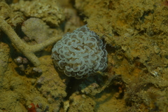 Fimbriaphyllia paraancora