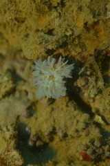 Fimbriaphyllia paraancora