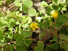 Oxalis corniculata