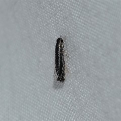 Nemapogon rileyi
