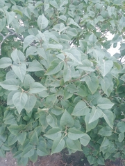 Syringa vulgaris