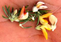 Aspalathus stenophylla