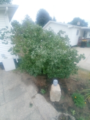 Syringa vulgaris