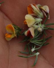 Aspalathus stenophylla