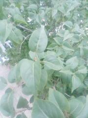 Syringa vulgaris