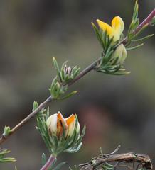 Aspalathus stenophylla
