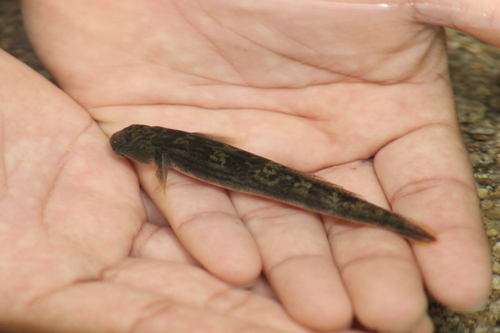 Salvin's goby (Sicydium salvini) — Gobiidae — 3