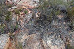 Aspalathus stenophylla