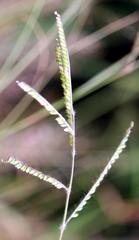 Urochloa brizantha