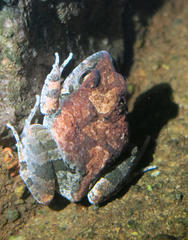 Tomopterna natalensis