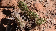 Opuntia × debreczyi