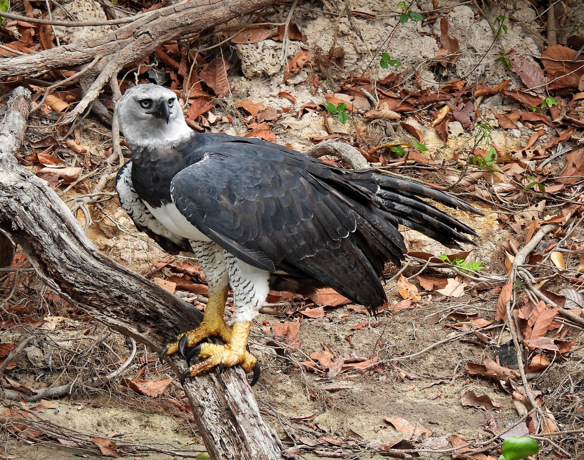 The Harpy Eagle the largest and most powerful raptor found in the