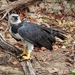 Harpy Eagle - Photo (c) Sidnei Dantas, some rights reserved (CC BY-NC), uploaded by Sidnei Dantas