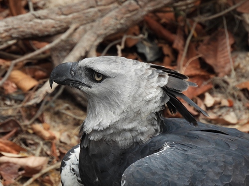Harpy Eagle (Harpia harpyja)