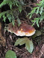 Ganoderma oregonense