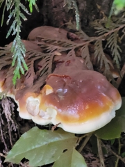 Ganoderma oregonense