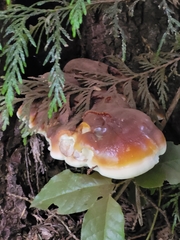 Ganoderma oregonense