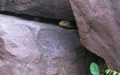 Broadleysaurus major