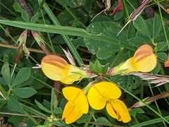 Lotus corniculatus