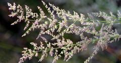 Eragrostis gummiflua