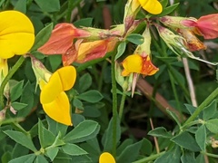 Lotus corniculatus