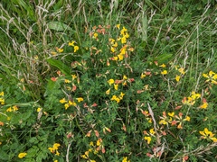 Lotus corniculatus