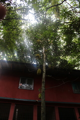 Artocarpus