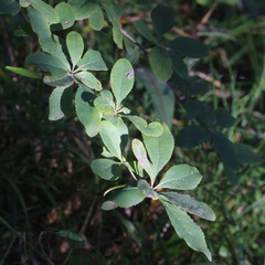 Berberis vulgaris