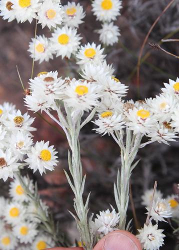 Achyranthemum paniculatum (L.) N.G.Bergh