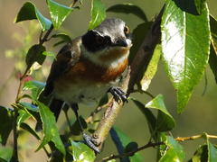 Batis capensis capensis