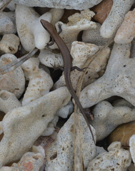 Caledoniscincus austrocaledonicus