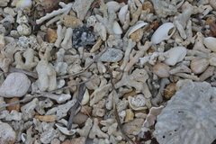 Caledoniscincus austrocaledonicus