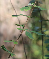 Berberis vulgaris