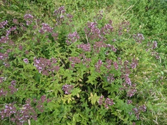 Origanum vulgare