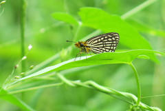 Metisella willemi