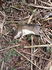 Heteromys nelsoni