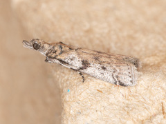 Laetilia dilatifasciella