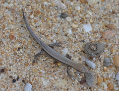 Caledoniscincus haplorhinus