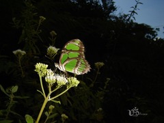 Philaethria wernickei