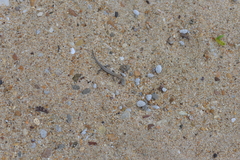Caledoniscincus haplorhinus