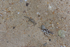 Caledoniscincus haplorhinus